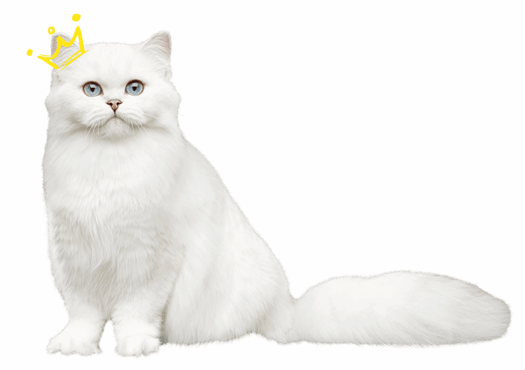 Aatas Cat (with Crown) Latest Full Body resize