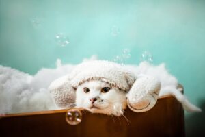 Aatas Cat